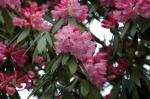 : - Rhododendron argyrophyllum
