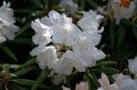 : - Rhododendron hyperythrum