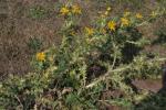 Spanische Golddistel - Scolymus hispanicus