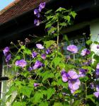 : - Corynabutilon vitifolium