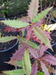 : - Berberis insignis