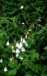 Knoblauchraukenblättrige Glockenblume - Campanula alliariifolia