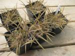 : - Arthropodium candidum