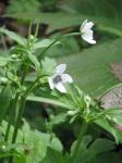 Bach-Anemone - Anemone rivularis
