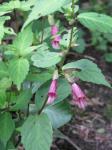 : - Chelonopsis moschata