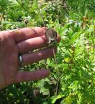 : - Clematis fusca