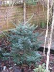 Korea-Tanne - Abies koreana