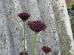 Schwarzroter Lauch - Allium atropurpureum