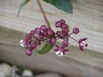 Herzblättrige Seidenblume - Asclepias cordifolia