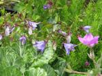 Kaukasus-Glockenblume - Campanula raddeana