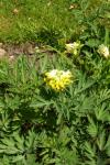 Edler Lerchensporn - Corydalis nobilis
