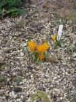 : - Crocus goulimyi