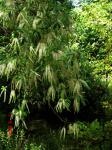 : - Cyrilla racemiflora