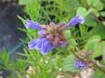 Großblütiger Drachenkopf - Dracocephalum grandiflorum