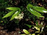 : - Epimedium latisepalum