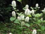 Großer Federbuschstrauch - Fothergilla major