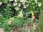 : - Glumicalyx flanaganii
