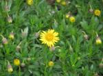 : - Haplopappus glutinosus