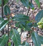 : - Helwingia chinensis