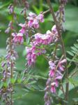 : - Indigofera pendula