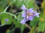 : - Iris dichotoma