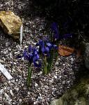 : - Iris histrioides