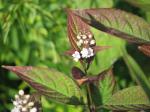 : - Collinsonia japonica