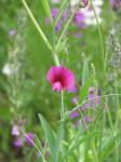 Tanger-Platterbse - Lathyrus tingitanus