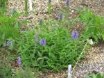 : - Nepeta nervosa