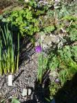 : - Olsynium douglasii var. inflatum