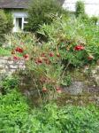 Delavays Pfingstrose - Paeonia delavayi