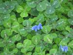 : - Parochetus communis