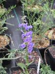 : - Penstemon cyanocaulis