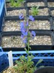 : - Penstemon humilis