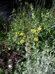 : - Phlomis crinita