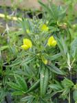 : - Piptanthus nepalensis