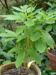 Armenische Eiche - Quercus pontica