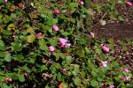 : - Rhododendron williamsianum