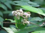 : - Rubus cockburnianus