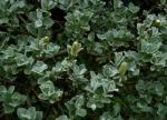 Woll-Weide - Salix lanata