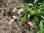 : - Sanguisorba obtusa