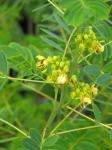 : - Senna hebecarpa