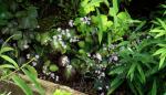 : - Thalictrum ichangense