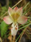 : - Alstroemeria angustifolia subsp. velutina