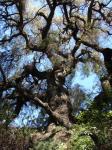 : - Schinus areira