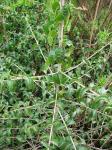 : - Schinus velutinus
