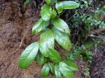 : - Elytropus chilensis