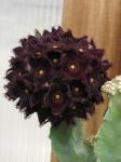 : - Caralluma retrospiciens