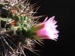 : - Gymnocalycium monvillei subsp. horridispinum