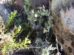 : - Baccharis boliviensis